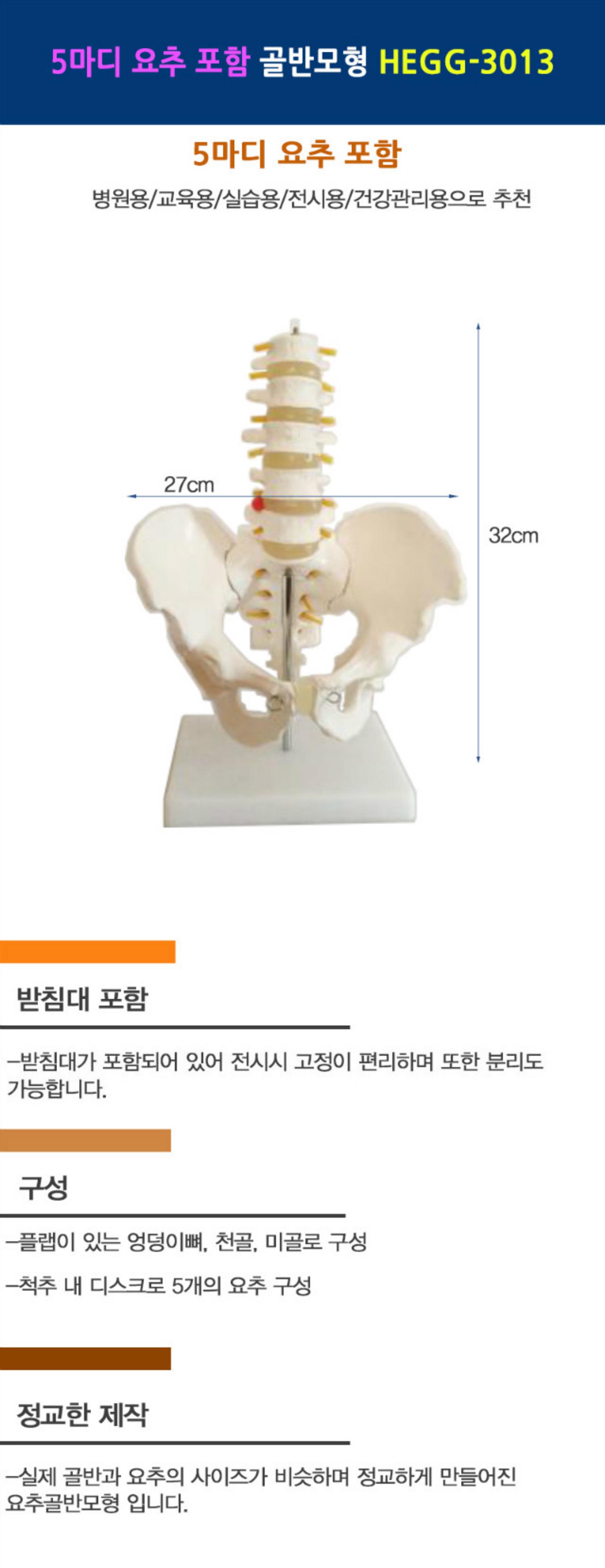 [한의]5마디 요추골반모형