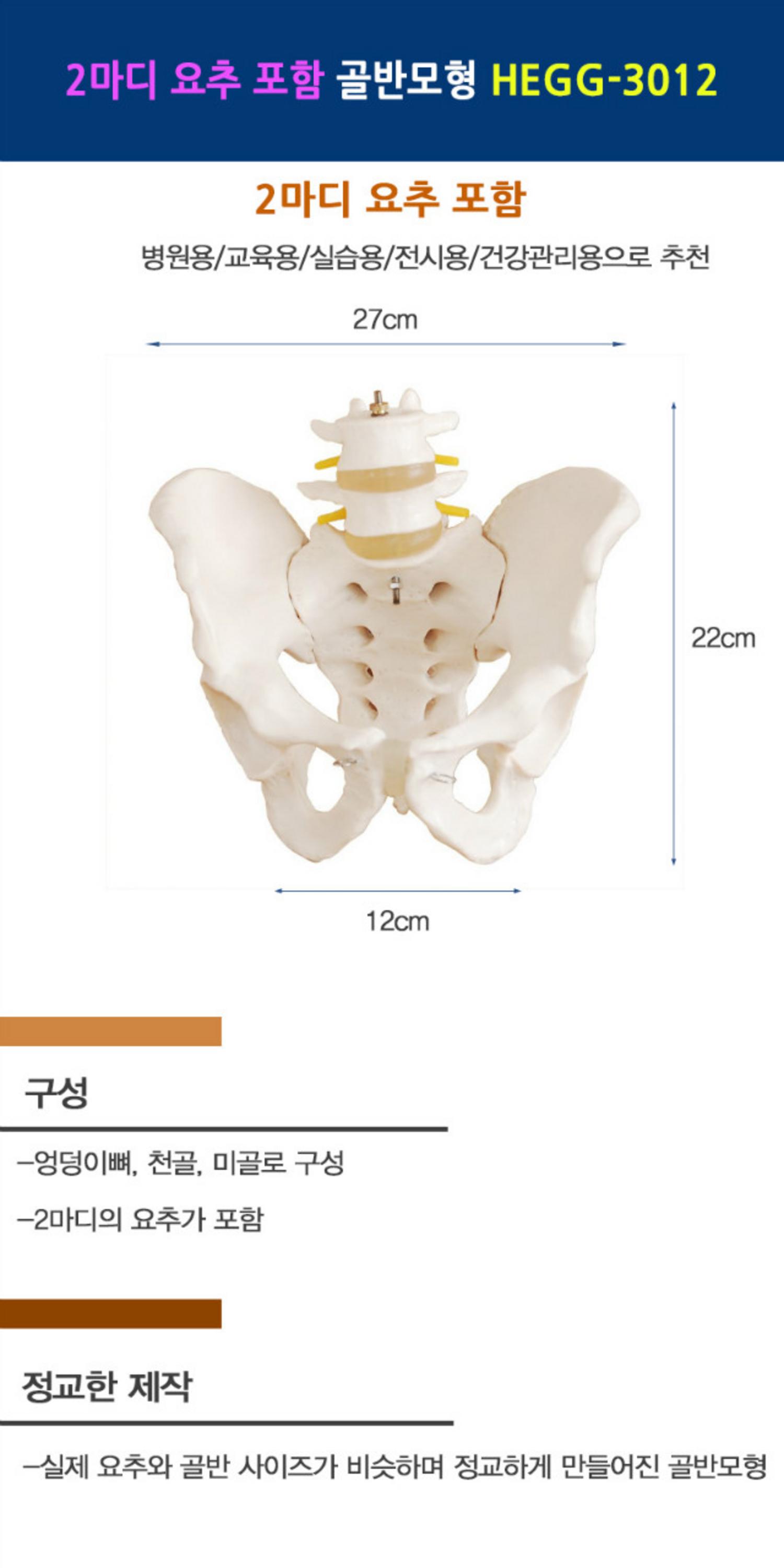 [한의]2마디 요추골반모형