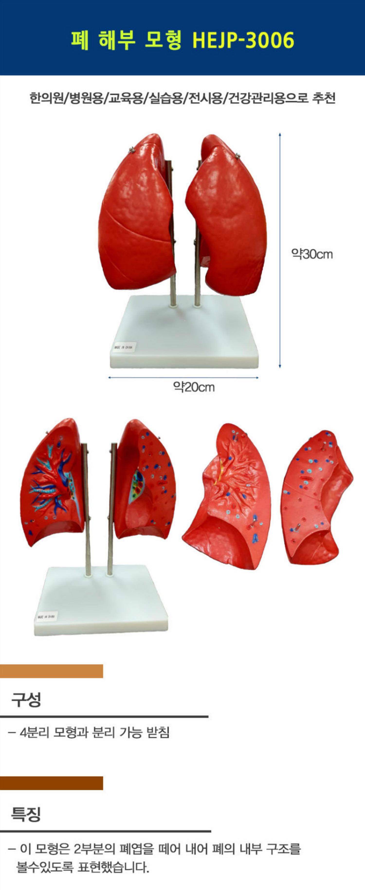[한의]폐 해부 모형