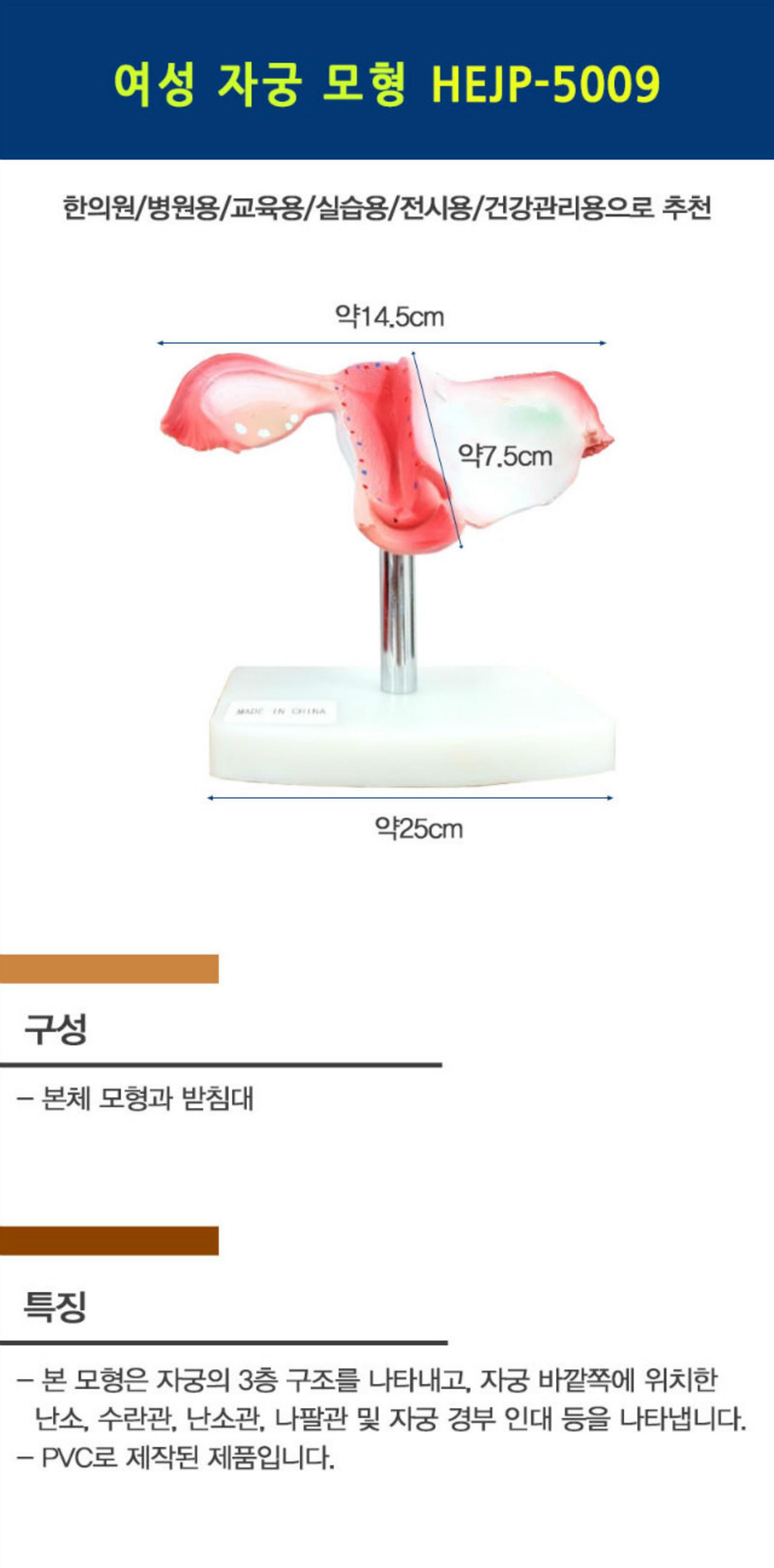 [한의]여성 자궁 모형