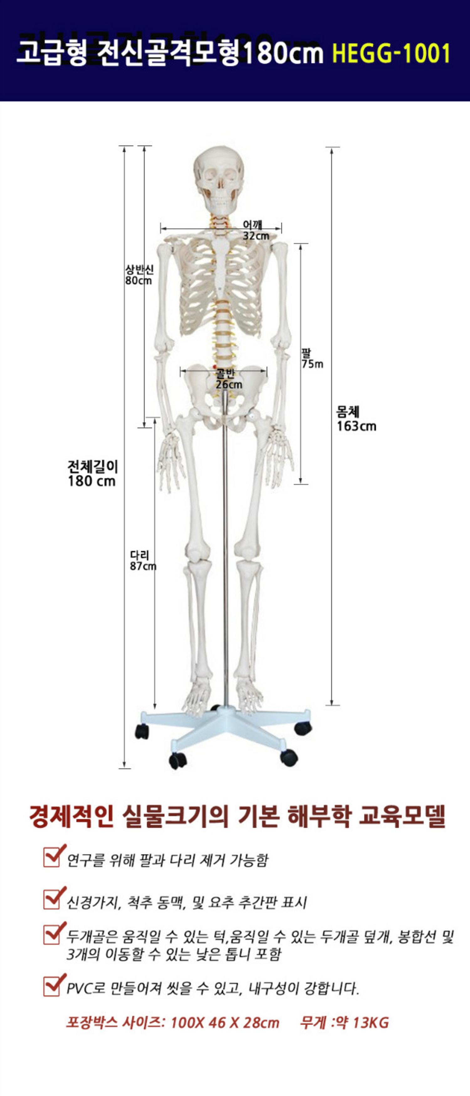 [한의]전신골격모형 (180cm)