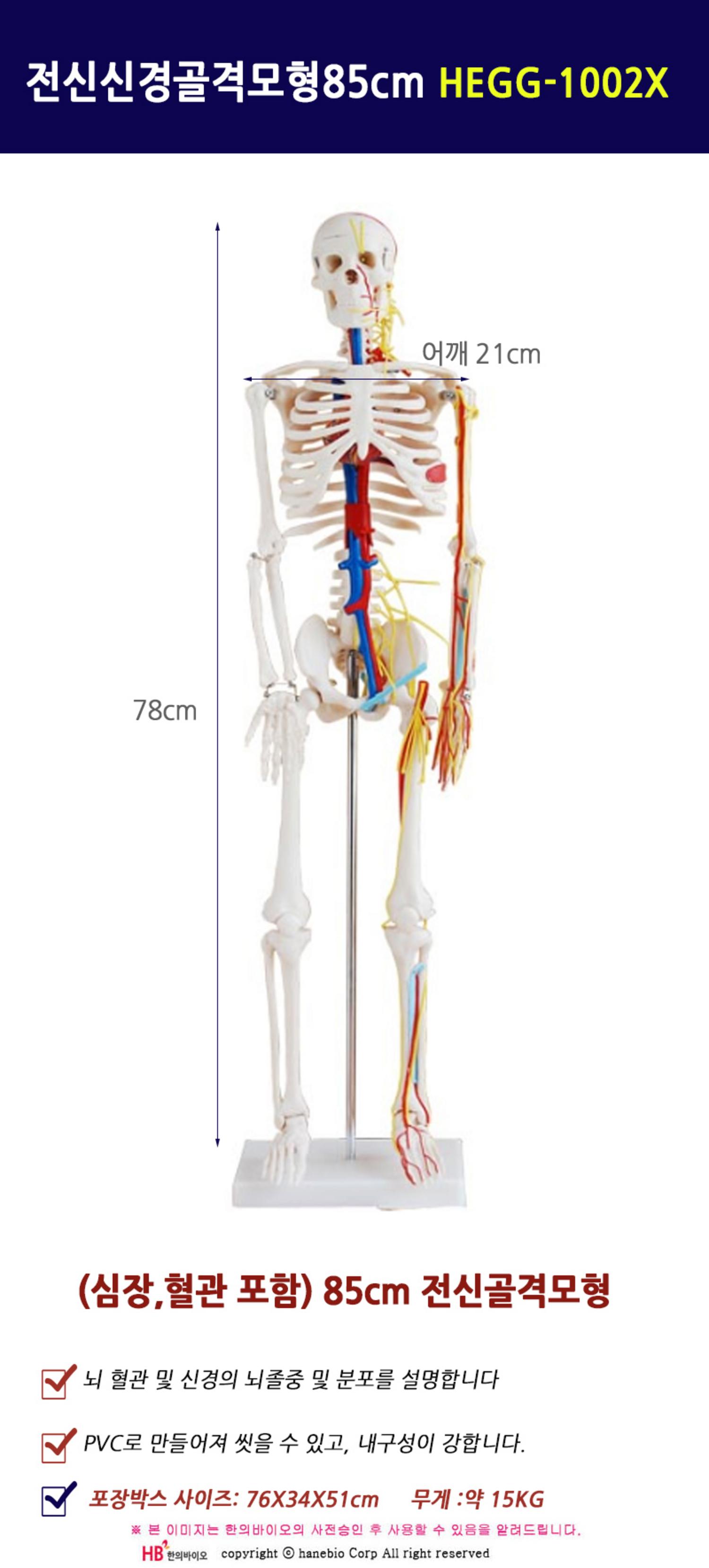 [한의]전신 신경혈관포함 골격모형 (85cm)